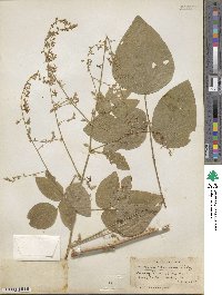 Desmodium canescens image