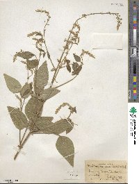 Desmodium canescens image