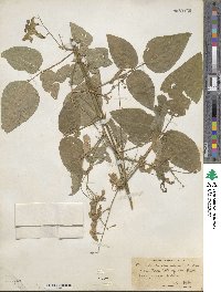 Desmodium canescens image