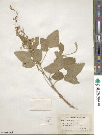 Desmodium canescens image