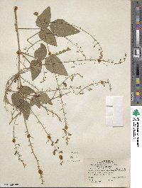 Desmodium canescens image