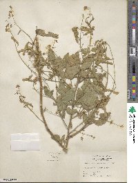 Desmodium canescens image