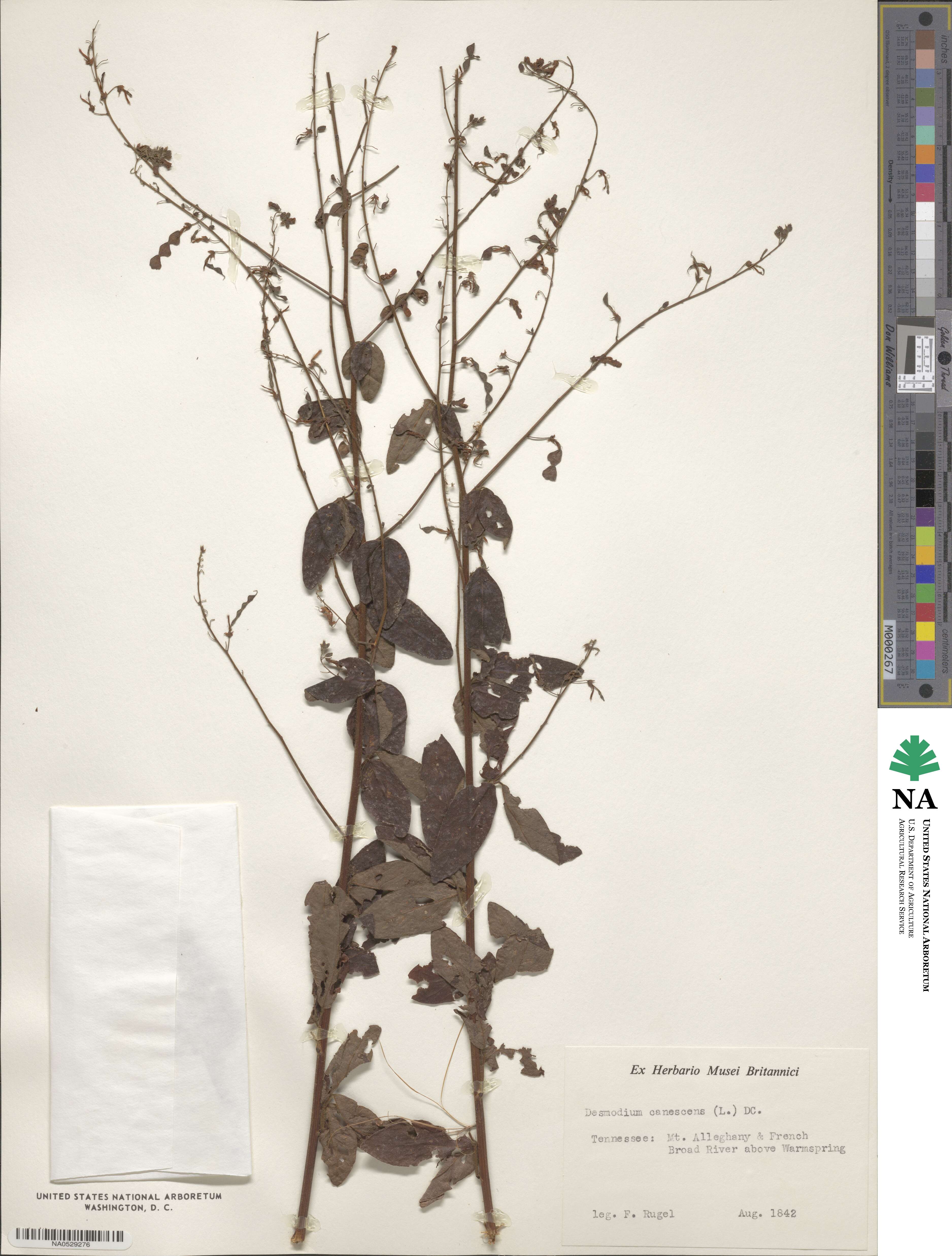 Desmodium canescens image