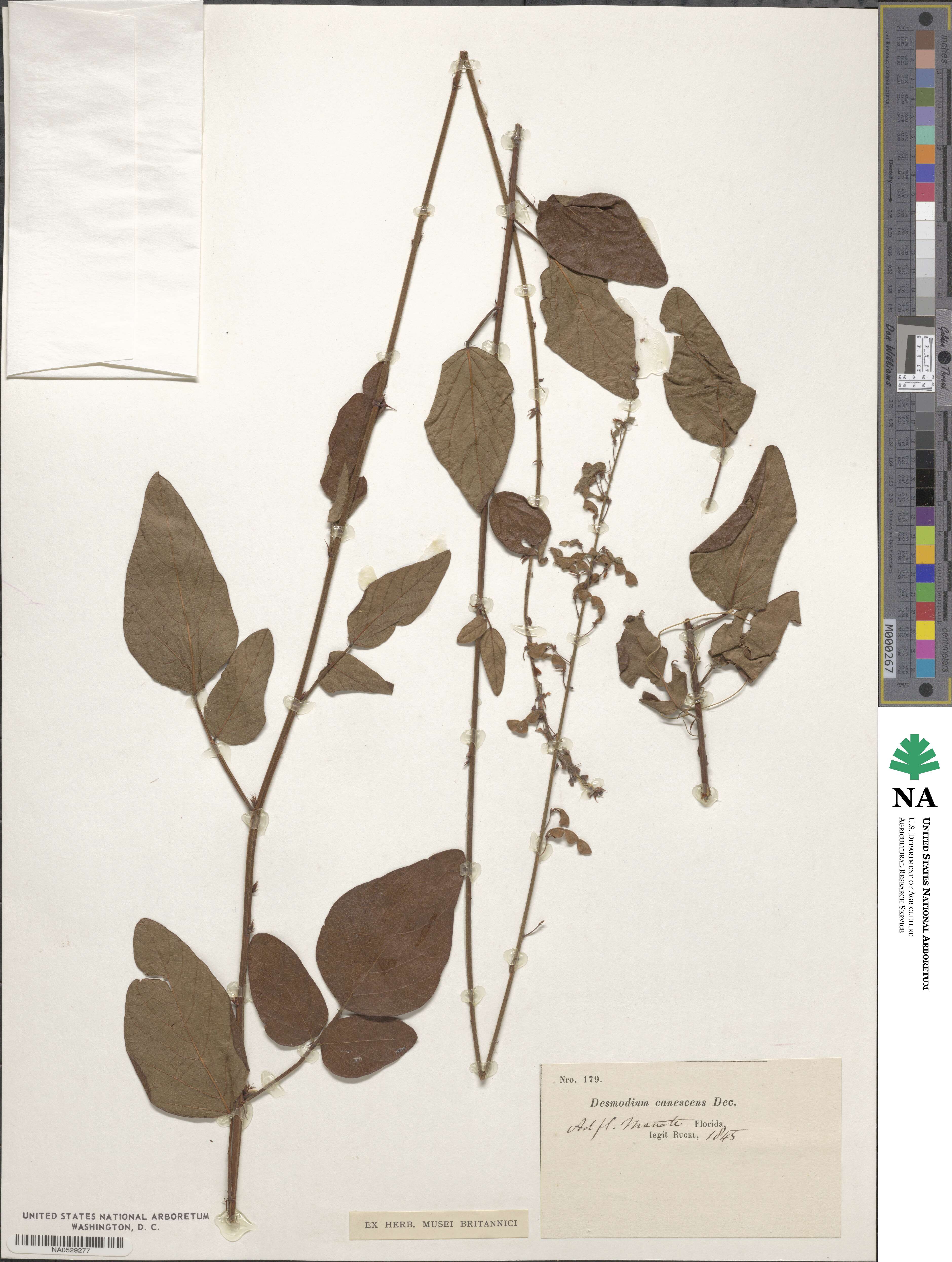 Desmodium canescens image