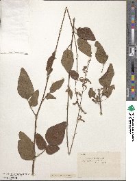 Desmodium canescens image