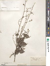 Desmodium canescens image