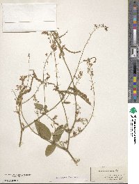 Desmodium canescens image