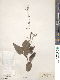 Desmodium canescens image