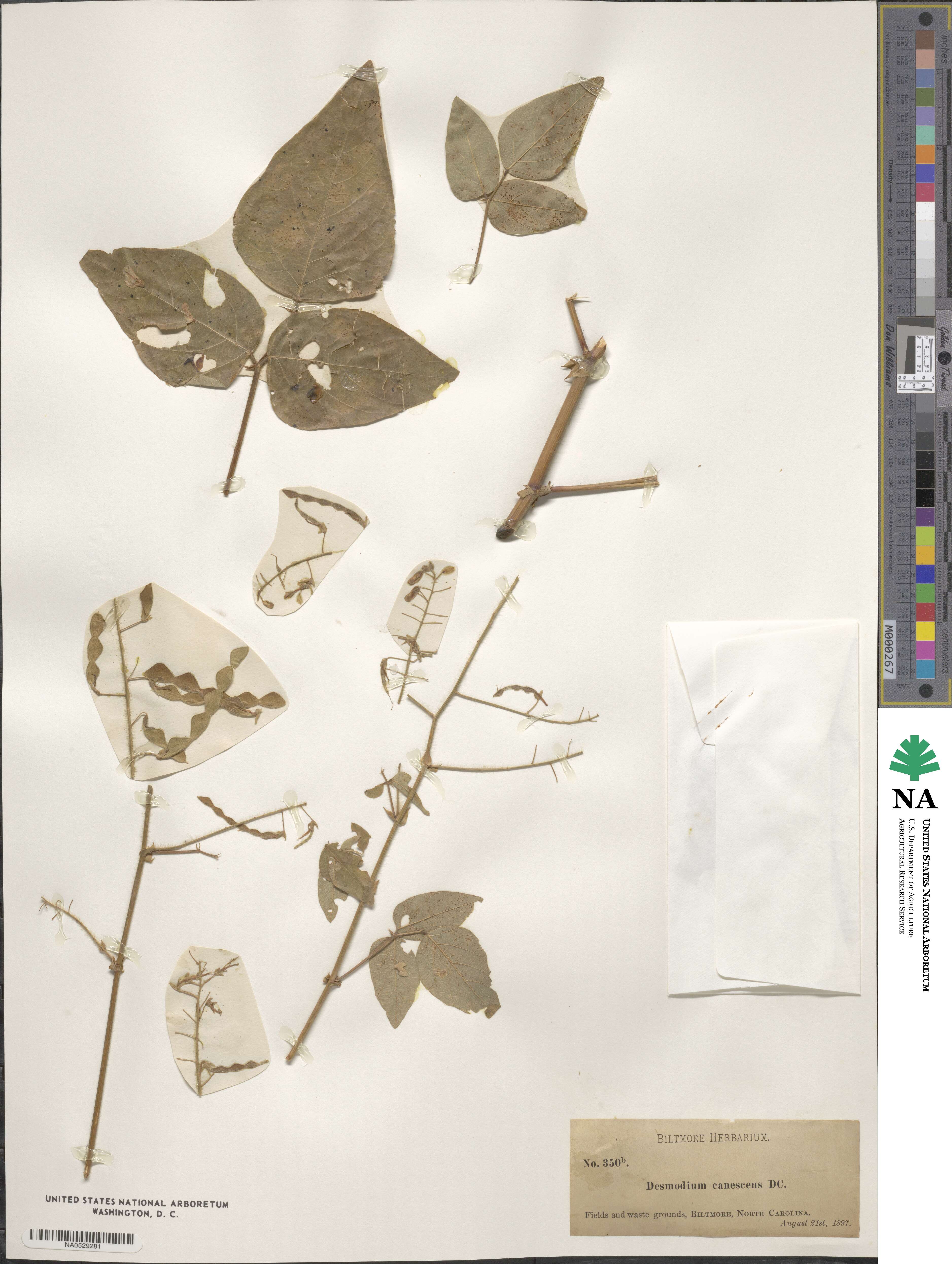 Desmodium canescens image