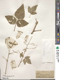 Desmodium canescens image