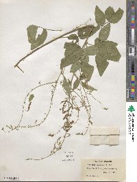 Desmodium canescens image