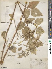 Desmodium canescens image