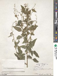 Desmodium canescens image