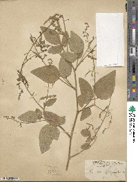 Desmodium canescens image