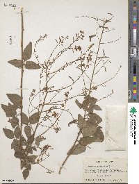 Desmodium canescens image