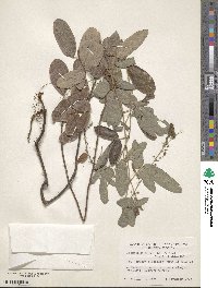 Desmodium incanum image