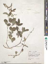 Desmodium incanum image