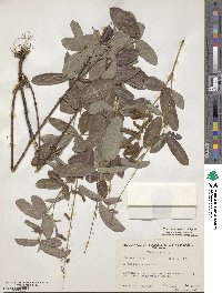 Desmodium incanum image