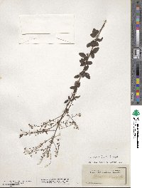 Desmodium ciliare image