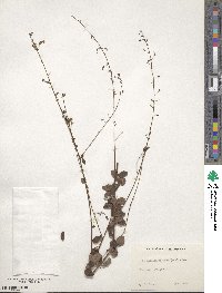 Desmodium ciliare image