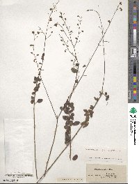 Desmodium ciliare image