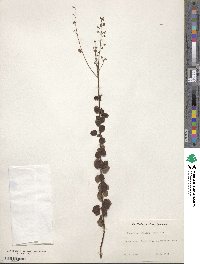 Desmodium ciliare image