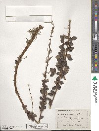 Desmodium ciliare image