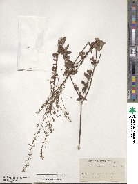 Desmodium ciliare image