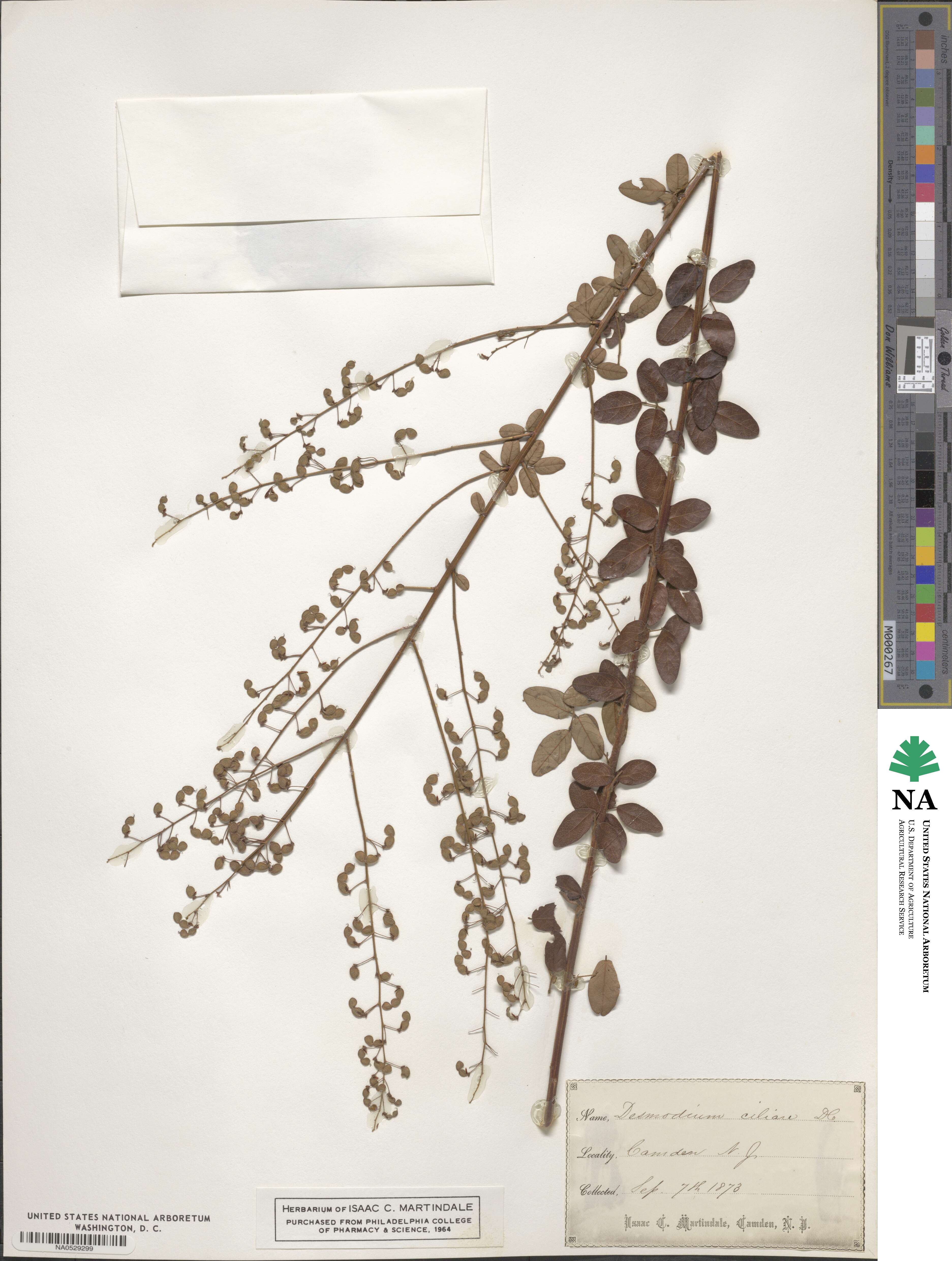 Desmodium ciliare image
