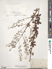 Desmodium ciliare image