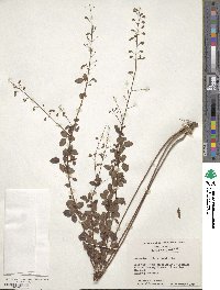 Desmodium ciliare image