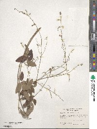 Desmodium ciliare image