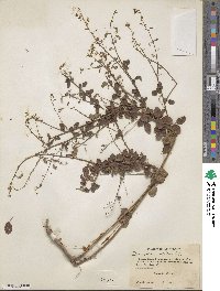 Desmodium ciliare image