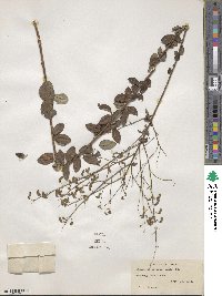 Desmodium ciliare image