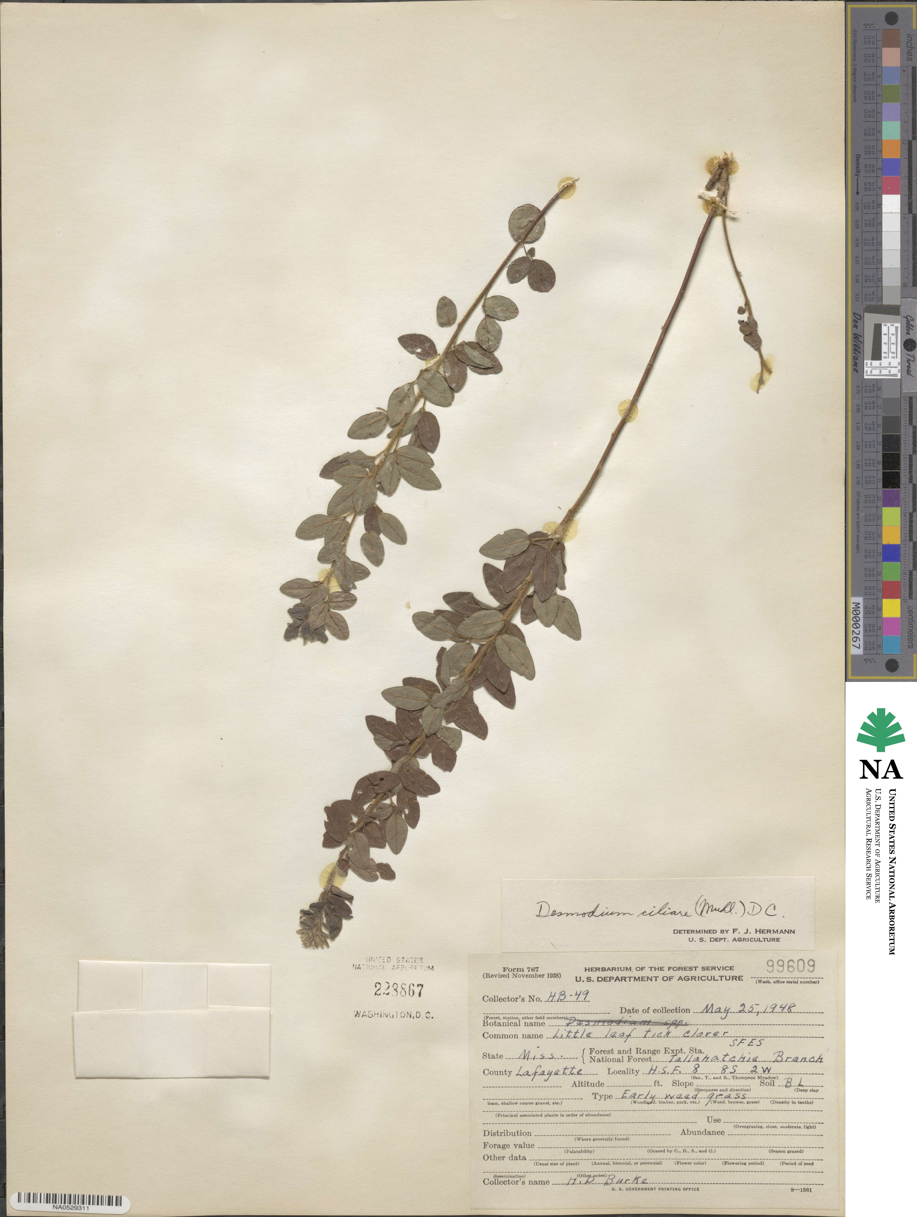 Desmodium image