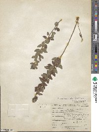 Desmodium ciliare image