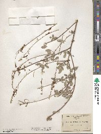 Desmodium cinerascens image