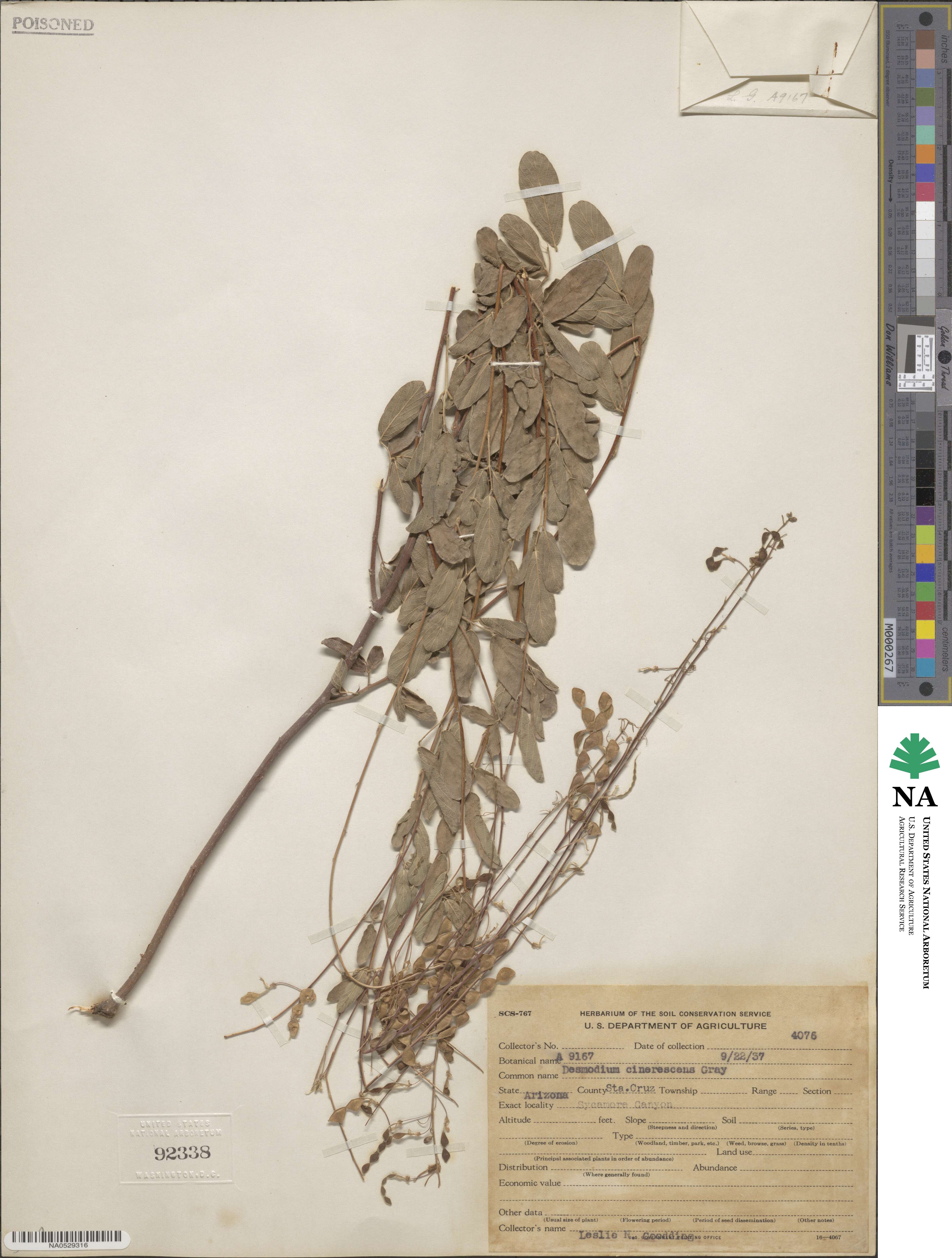 Desmodium cinerascens image