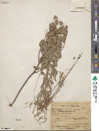 Desmodium cinerascens image