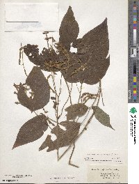 Desmodium cuspidatum image