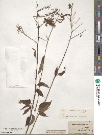 Desmodium cuspidatum image