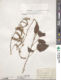 Desmodium cuspidatum image