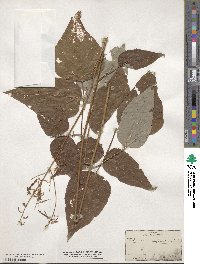 Desmodium cuspidatum image