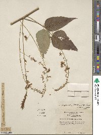 Desmodium cuspidatum image