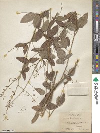 Desmodium perplexum image