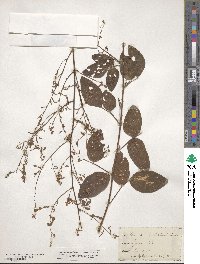 Desmodium perplexum image