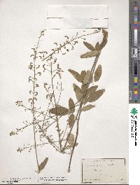 Desmodium perplexum image