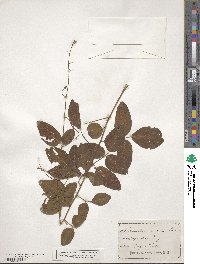 Desmodium perplexum image