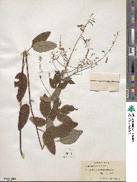 Desmodium perplexum image