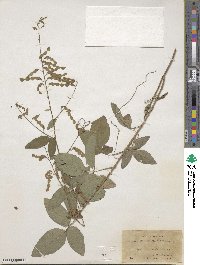 Desmodium perplexum image